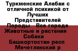 Туркменские Алабаи с отличной психикой от Лучших Представителей Породы - Все города Животные и растения » Собаки   . Башкортостан респ.,Мечетлинский р-н